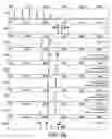 Fig. 49 - and HAC1 nucleic acids