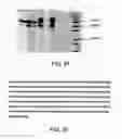 Fig. 80 - and HAC1 nucleic acids