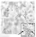 Fig. 01 - Use of Iridoptin to Induce Toxicity in Insects