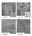 Fig. 07 - Use of Iridoptin to Induce Toxicity in Insects