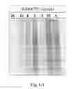 Fig. 09 - Use of Iridoptin to Induce Toxicity in Insects