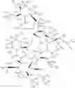 Fig. 19 - DEUTERIUM-ENRICHED TACROLIMUS