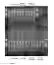 Fig. 05 - Method for isolating nucleic acids comprising the use of ethylene glycol multimers