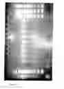 Fig. 07 - Method for isolating nucleic acids comprising the use of ethylene glycol multimers