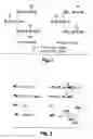 Fig. 02 - Enzymatic degumming utilizing a mixture of PLA and PLC phospholipases with reduced reaction time