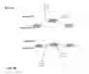 Fig. 08 - ARTIFICIAL CONTRACTILE TISSUE