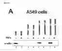 Fig. 07 -  METHOD FOR TREATING INFLUENZA VIRUS INFECTION