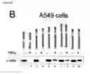 Fig. 08 -  METHOD FOR TREATING INFLUENZA VIRUS INFECTION
