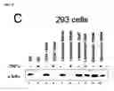 Fig. 09 -  METHOD FOR TREATING INFLUENZA VIRUS INFECTION