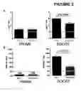 Fig. 03 - DNA immunogenic composition comprising a full-length modified poxvirus L1R gene fused to a tPA leader sequence