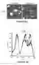 Fig. 09 - DNA immunogenic composition comprising a full-length modified poxvirus L1R gene fused to a tPA leader sequence