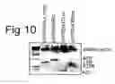 Fig. 11 - DNA immunogenic composition comprising a full-length modified poxvirus L1R gene fused to a tPA leader sequence