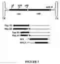 Fig. 02 - Production of recombinant AAV virions