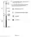 Fig. 02 - IREN PROTEIN, ITS PREPARATION AND USE