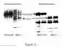 Fig. 18 - IREN PROTEIN, ITS PREPARATION AND USE