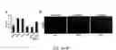 Fig. 04 - Stem cell differentiating agents and uses therefor