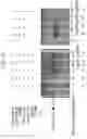 Fig. 16 - Modulators (inhibitors/activators) of histone acetyltransferases