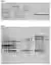 Fig. 05 - Method for synthesizing oligosaccharides and glycosylation