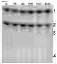 Fig. 07 - Method for synthesizing oligosaccharides and glycosylation