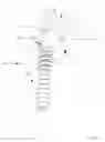 Fig. 07 - Vertebral anchoring device