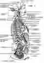 Fig. 02 - METHODS FOR TREATING URINARY AND FECAL INCONTINENCE