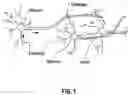 Fig. 02 - System and method for cortical simulation