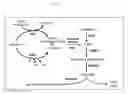 Fig. 02 - Methods of producing GABA