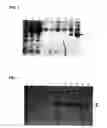 Fig. 02 - Tissue factor antibodies and uses thereof