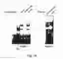 Fig. 37 - Insulin-responsive DNA binding proteins-1 and methods to regulate insulin-responsive genes