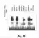 Fig. 38 - Insulin-responsive DNA binding proteins-1 and methods to regulate insulin-responsive genes