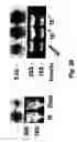 Fig. 39 - Insulin-responsive DNA binding proteins-1 and methods to regulate insulin-responsive genes