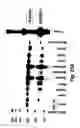 Fig. 40 - Insulin-responsive DNA binding proteins-1 and methods to regulate insulin-responsive genes