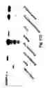 Fig. 42 - Insulin-responsive DNA binding proteins-1 and methods to regulate insulin-responsive genes