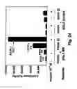 Fig. 45 - Insulin-responsive DNA binding proteins-1 and methods to regulate insulin-responsive genes