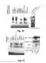 Fig. 48 - Insulin-responsive DNA binding proteins-1 and methods to regulate insulin-responsive genes
