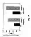 Fig. 49 - Insulin-responsive DNA binding proteins-1 and methods to regulate insulin-responsive genes