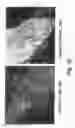 Fig. 57 - Insulin-responsive DNA binding proteins-1 and methods to regulate insulin-responsive genes
