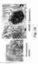 Fig. 58 - Insulin-responsive DNA binding proteins-1 and methods to regulate insulin-responsive genes