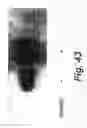 Fig. 62 - Insulin-responsive DNA binding proteins-1 and methods to regulate insulin-responsive genes