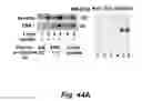 Fig. 63 - Insulin-responsive DNA binding proteins-1 and methods to regulate insulin-responsive genes
