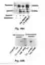 Fig. 65 - Insulin-responsive DNA binding proteins-1 and methods to regulate insulin-responsive genes