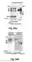 Fig. 68 - Insulin-responsive DNA binding proteins-1 and methods to regulate insulin-responsive genes