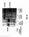 Fig. 70 - Insulin-responsive DNA binding proteins-1 and methods to regulate insulin-responsive genes