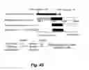 Fig. 71 - Insulin-responsive DNA binding proteins-1 and methods to regulate insulin-responsive genes