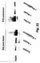 Fig. 75 - Insulin-responsive DNA binding proteins-1 and methods to regulate insulin-responsive genes
