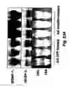 Fig. 76 - Insulin-responsive DNA binding proteins-1 and methods to regulate insulin-responsive genes