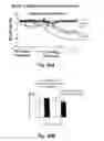 Fig. 81 - Insulin-responsive DNA binding proteins-1 and methods to regulate insulin-responsive genes