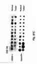 Fig. 85 - Insulin-responsive DNA binding proteins-1 and methods to regulate insulin-responsive genes