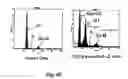 Fig. 88 - Insulin-responsive DNA binding proteins-1 and methods to regulate insulin-responsive genes