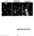 Fig. 02 - Plant-derived elastin binding protein ligands and methods of using the same
